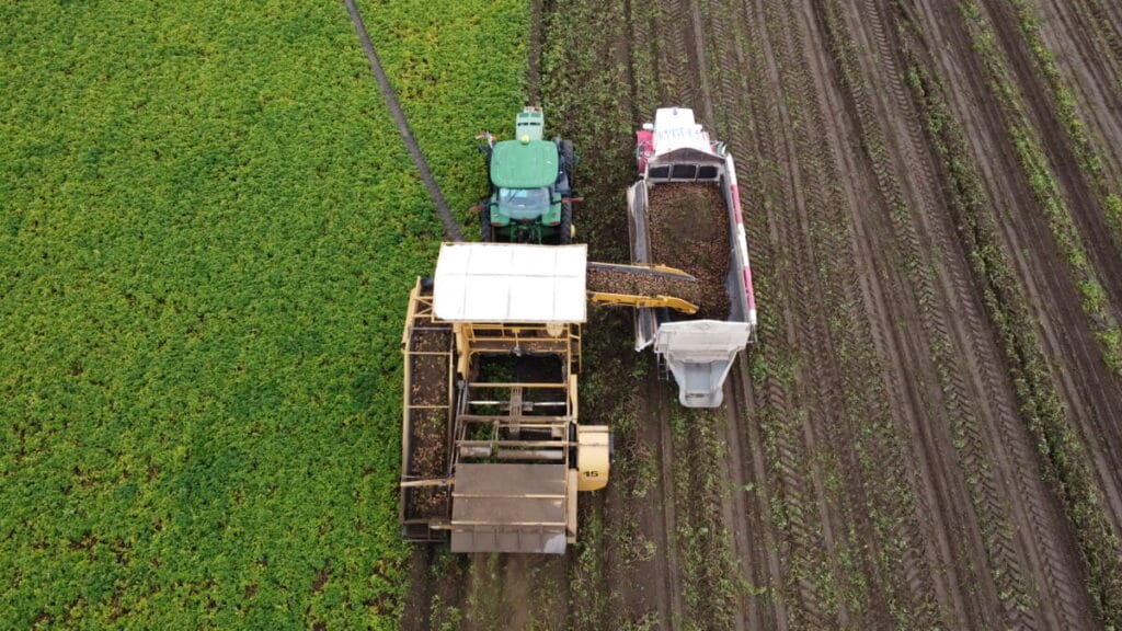 A potato harvester harvesting potatoes