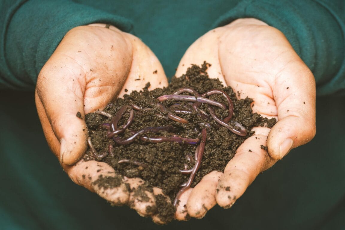 Worms in dirt