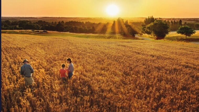 A farm family standing in a wheat field at sunset