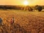 A farm family standing in a wheat field at sunset