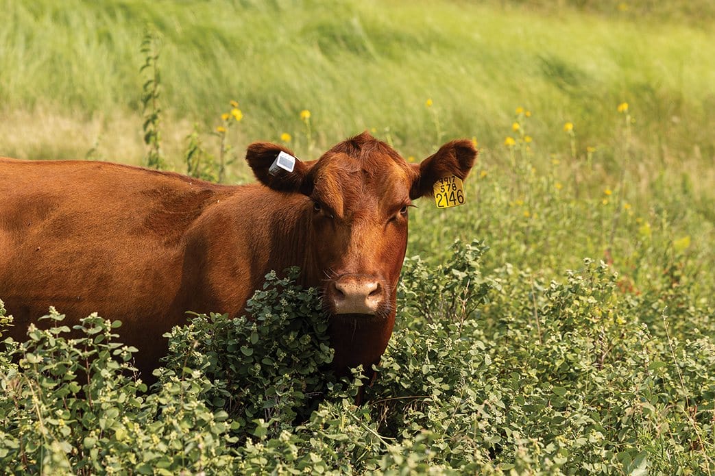 A red Angus cow in tall grass