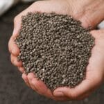 Hands holding CG P2X fertilizer granules