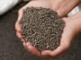 Hands holding CG P2X fertilizer granules